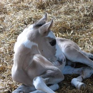 Meet your Posher, Chelsie